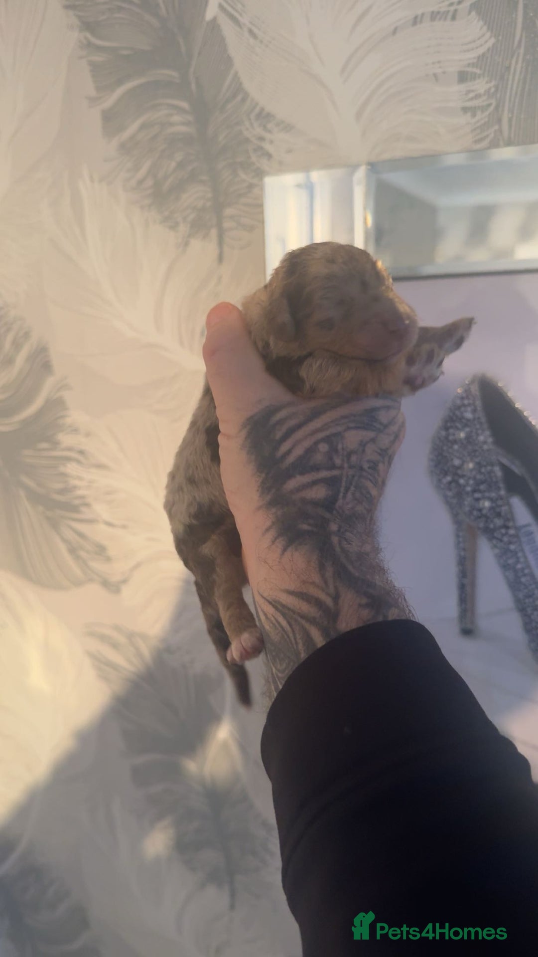 Cockapoo dogs for sale: Stunning F1b Merle cockapoos  - Advert 7