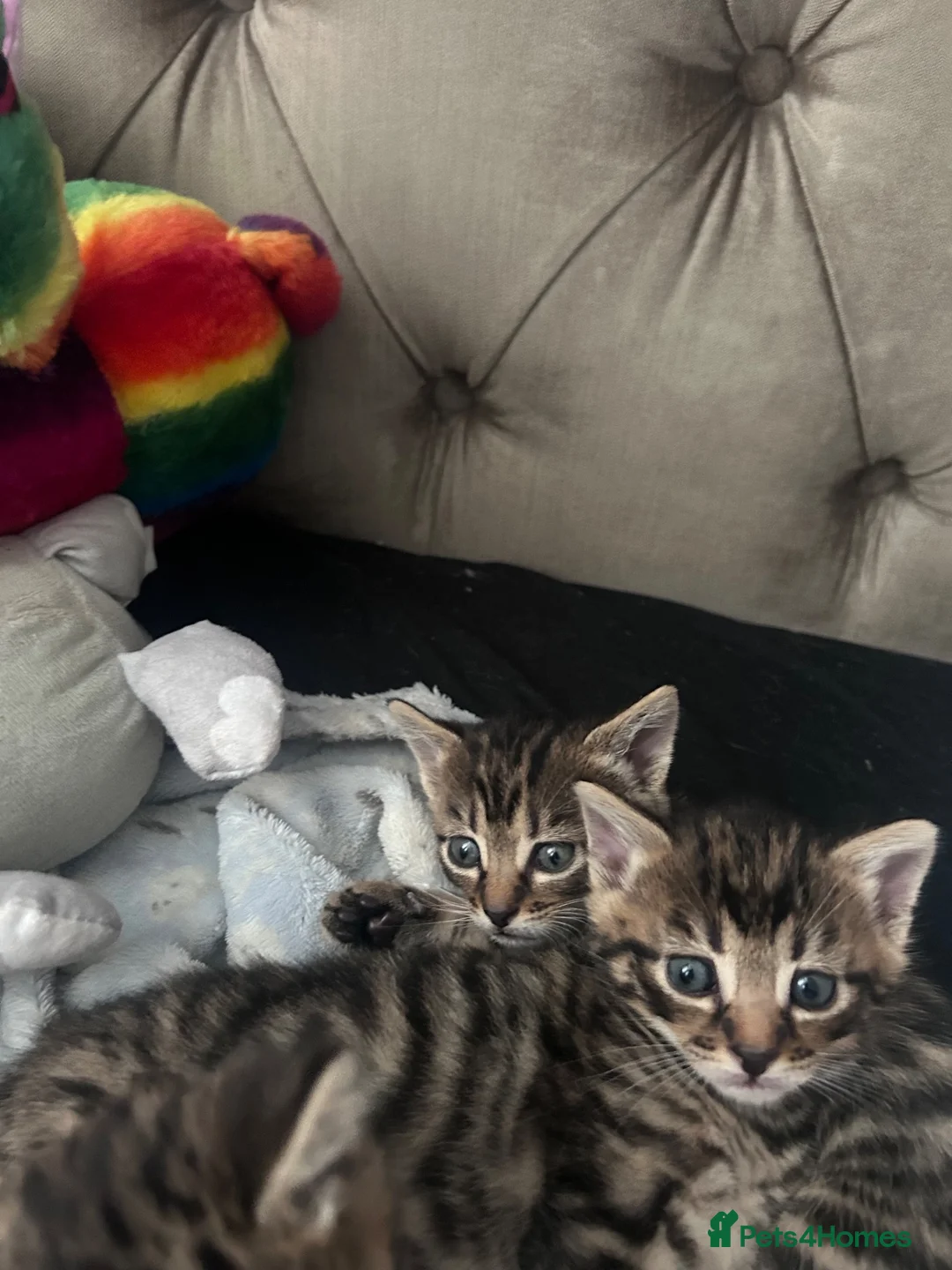 Mixed Breed cats for sale: Kittens ready for their new homes 💕 in Telford - Advert 10