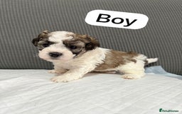 Mixed Breed dogs for sale: Mixed puppies  - Advert 2