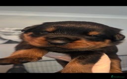 Rottweiler dogs for sale: KC & Fully Health Tested Rottweiler Puppies - Image 7