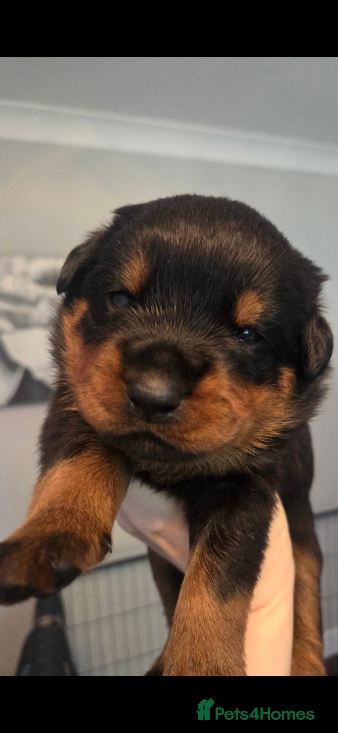 Rottweiler dogs for sale: KC & Fully Health Tested Rottweiler Puppies - Image 7