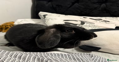 Mini Lop rabbits - Advert 7