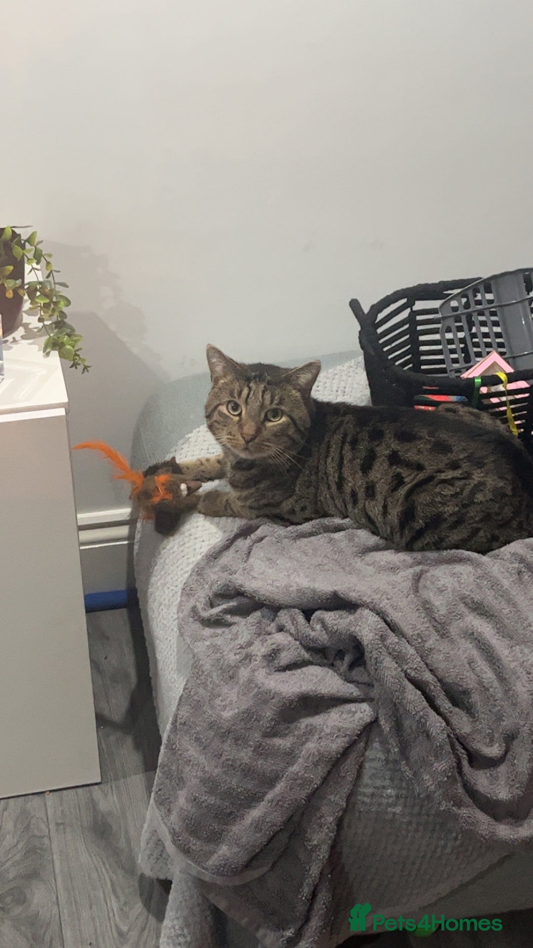 British Shorthair cats for sale: Male 2/3 yr old cat - Advert 3