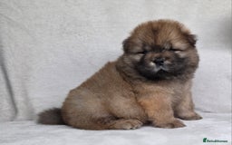 Chow Chow dogs for sale: Last Puppy – Rare Blue Chow Chow Girl🐾 - Image 16