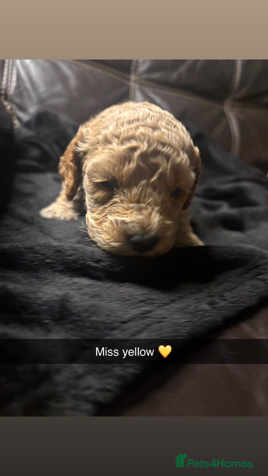 Cockapoo dogs for sale: 6 f2 cockapoo puppies for sale 🐶 - Advert 9