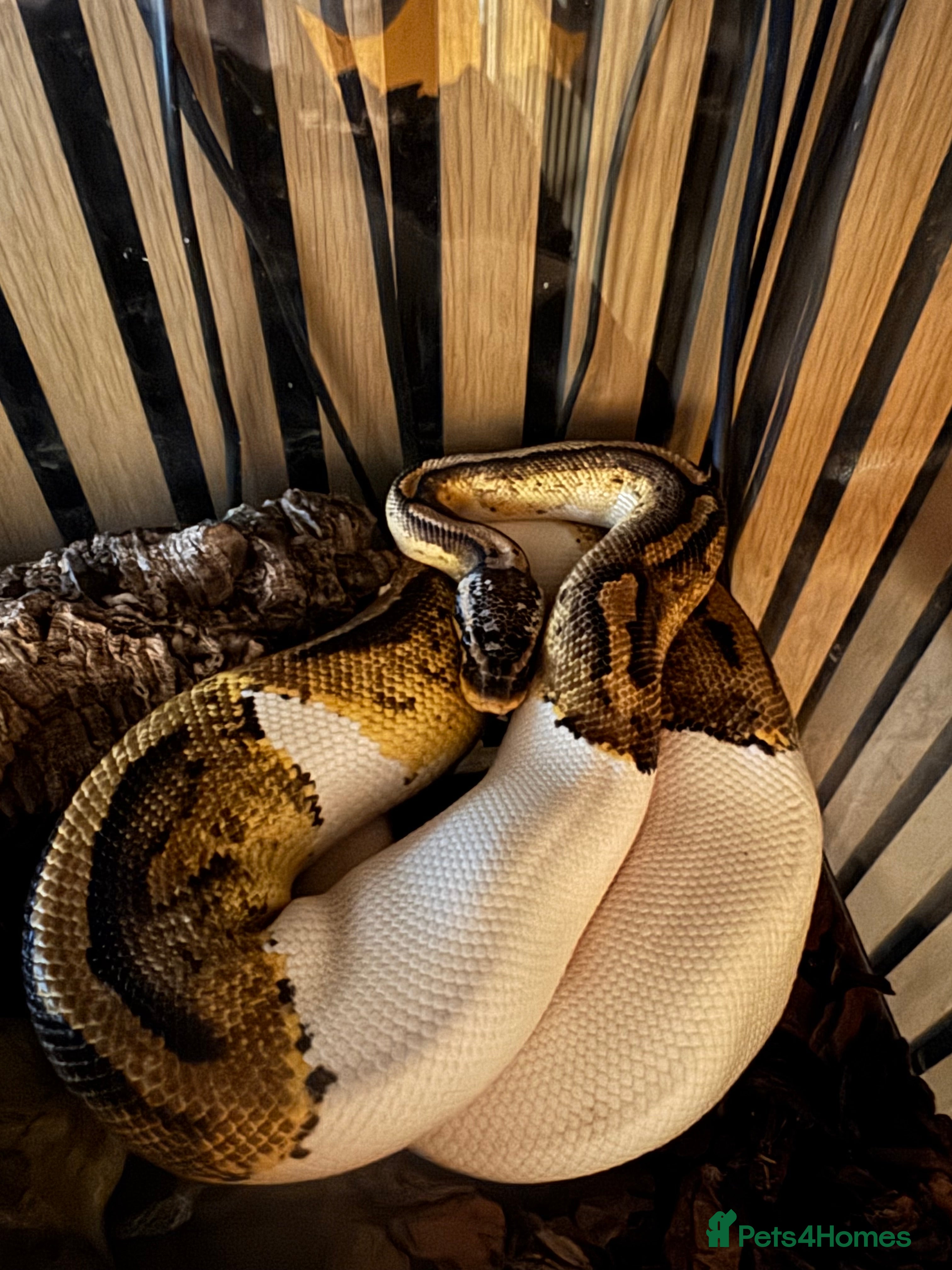 Python Snake reptiles Pied python  - Advert 1