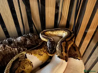 Python Snake reptiles Pied python - Advert 1