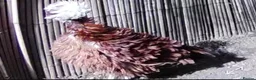 Chickens poultry for sale: Free to a good home - Advert 1