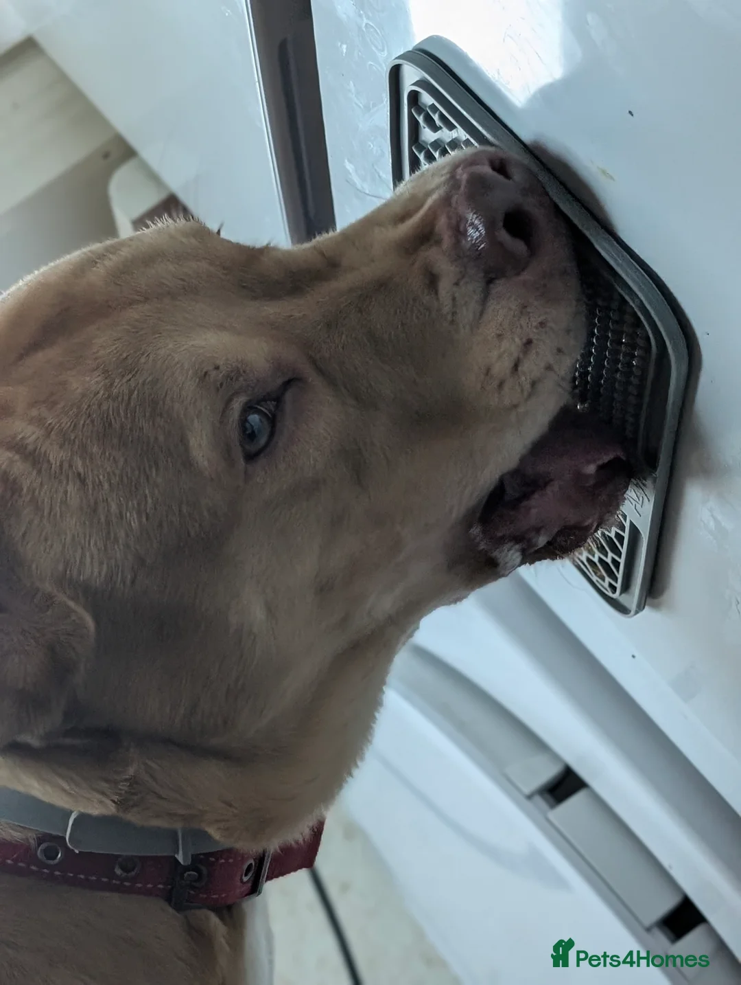 Mixed Breed dogs for sale: Beautiful 9 month old boy. - Advert 4