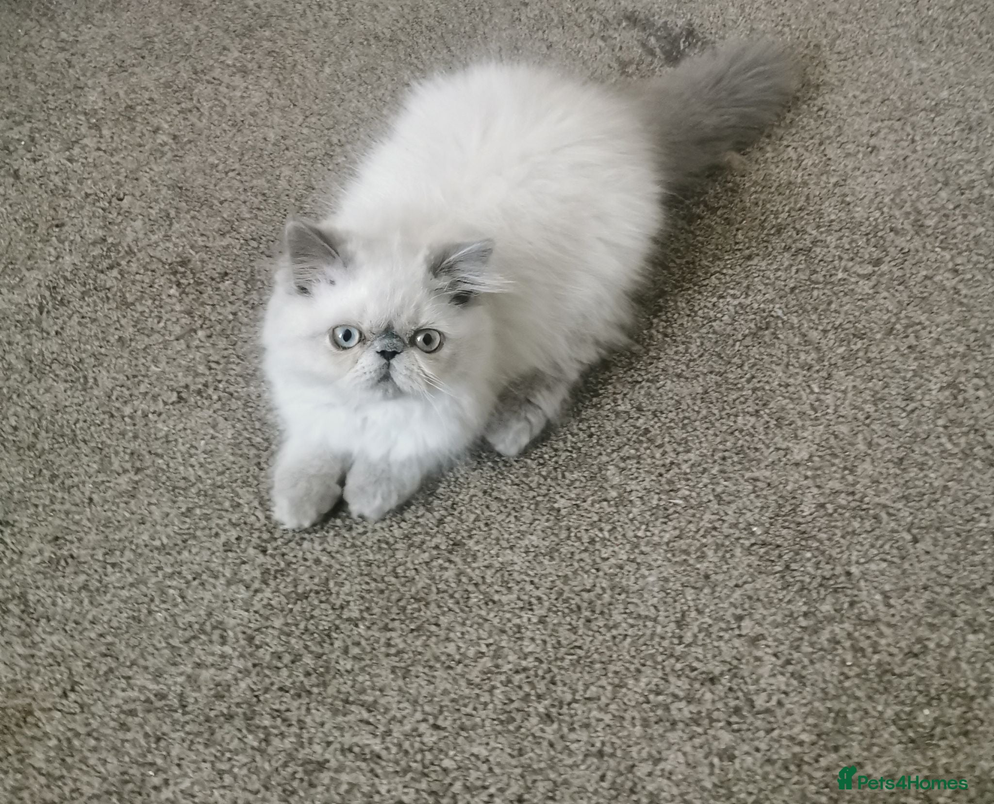Persian cats Pedigree Persian exotic  - Advert 1