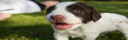 English Springer Spaniel dogs for sale: Beautiful Springer Spaniel Puppies For Sale  - Advert 36