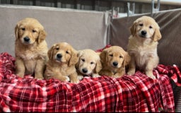 Golden Retriever dogs for sale: STUNNING GOLDEN RETRIEVER PUPPIES READY NOW - Image 4