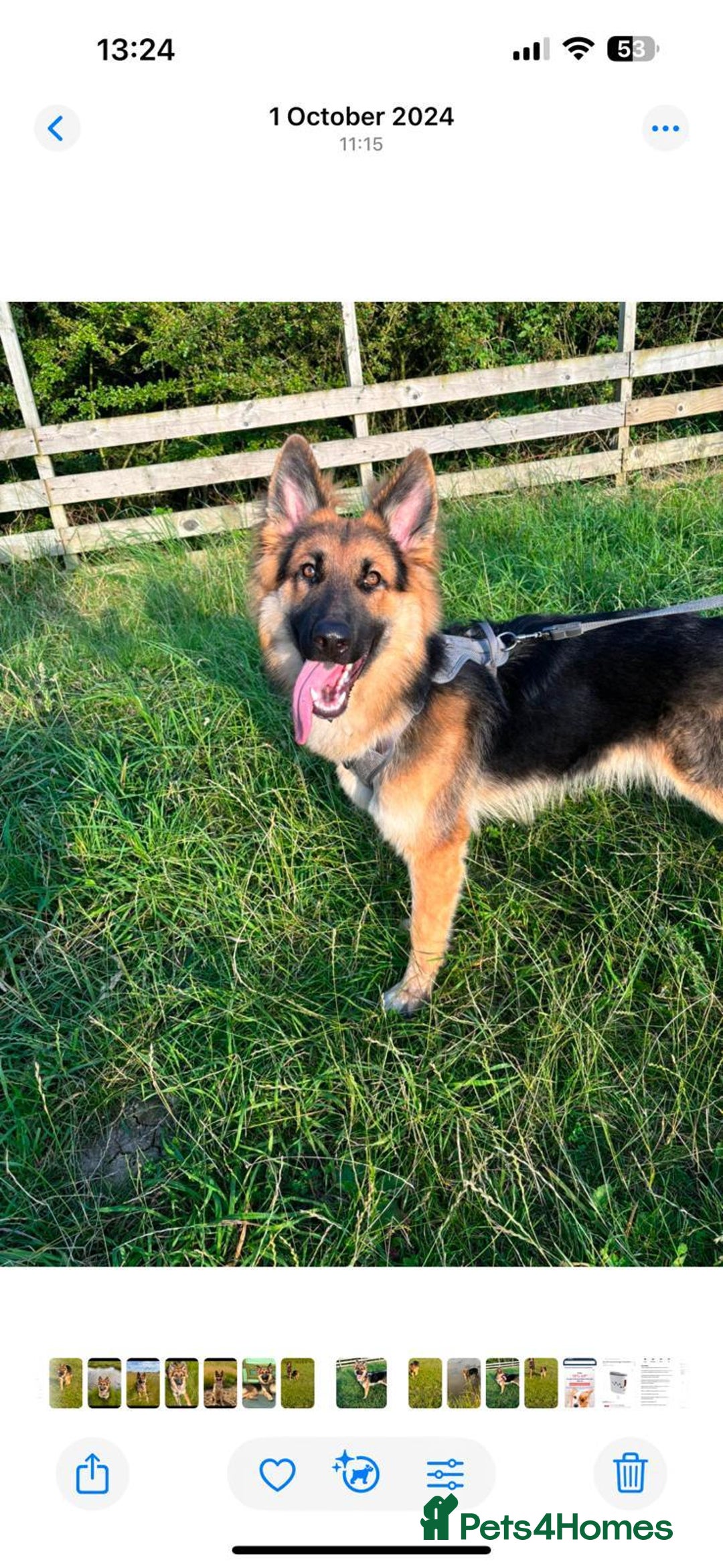 German Shepherd dogs for stud: German shepherd for stud  - Advert 2