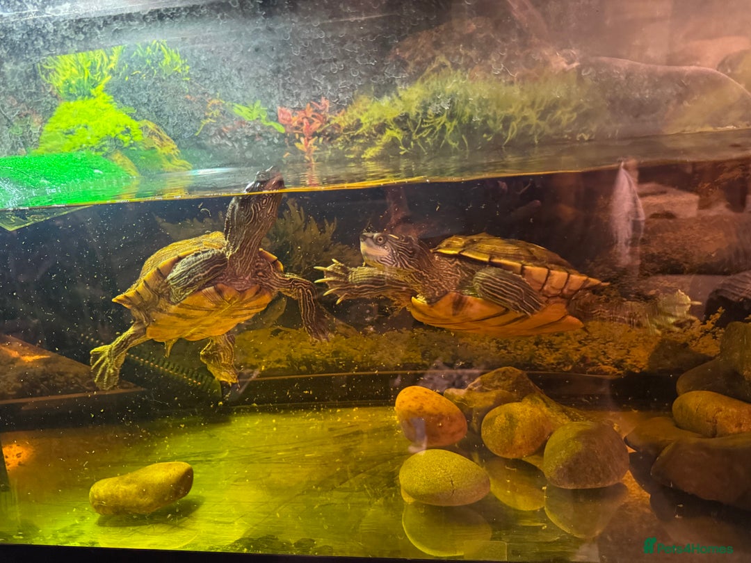 Turtle reptiles for sale: Mississippi Map Turtles - Image 1
