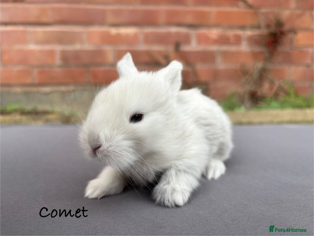 Mixed Breed rabbits for sale: Beautiful Baby Rabbits  - Advert 2