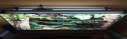 Frog reptiles for sale: 'Tweedle Dee' Whites Tree Frog Bioactive 60x45x90 in Margate - Advert 7