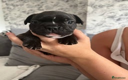 French Bulldog dogs for sale: french bull dog pups for sale - Image 3