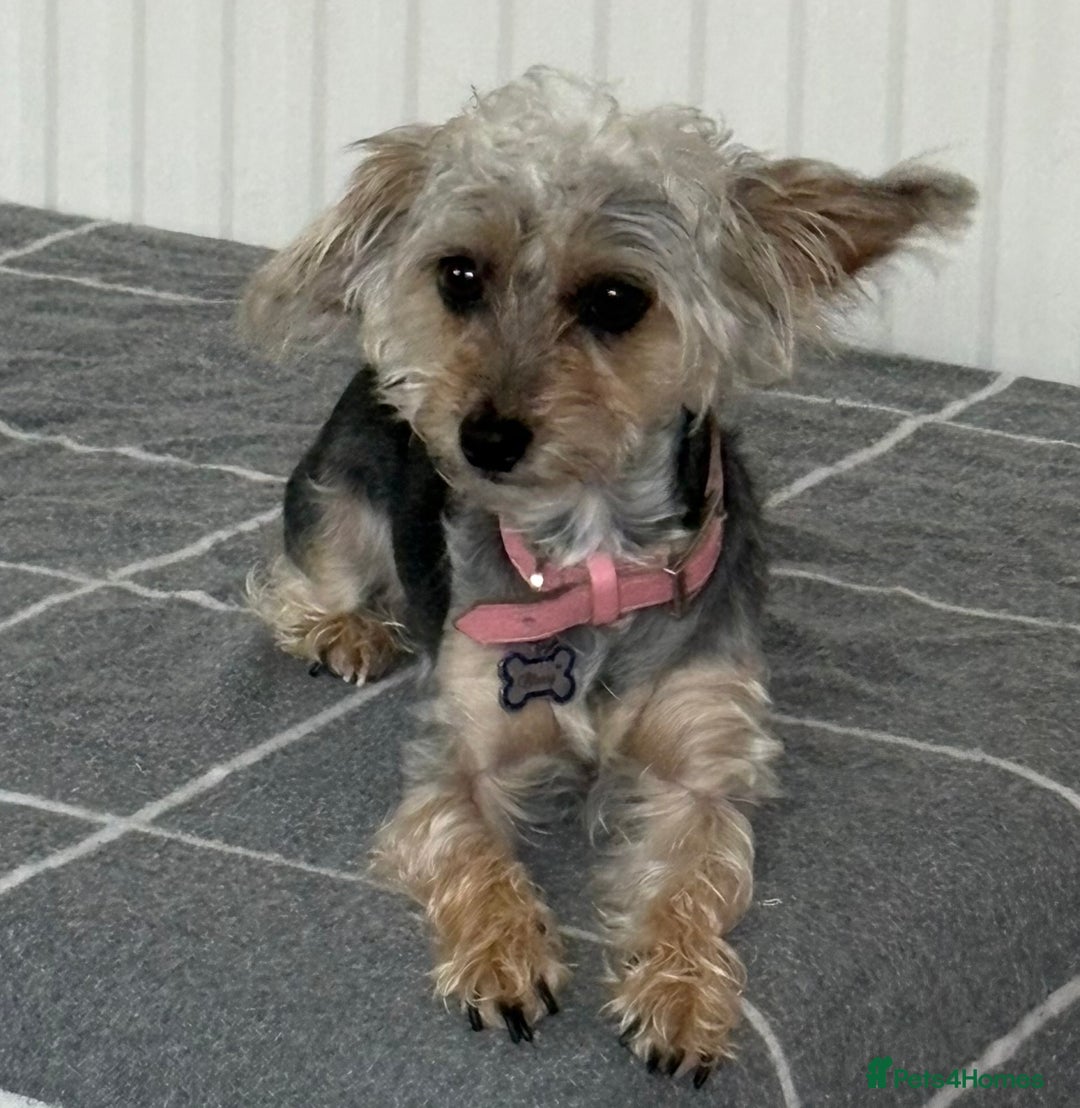 Mixed Breed dogs for sale: Poodle-Puff - Image 6