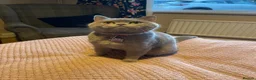 British Shorthair cats for sale: British shorthair Lilac  - Advert 2