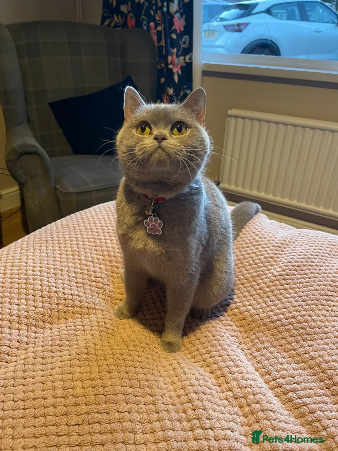 British Shorthair cats for sale: British shorthair Lilac  - Advert 2