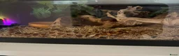 Corn Snake reptiles for sale: Female Corn Snake  in Epsom - Advert 2
