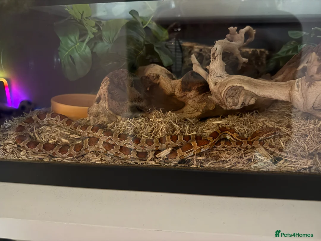 Corn Snake reptiles for sale: Female Corn Snake  in Epsom - Advert 2