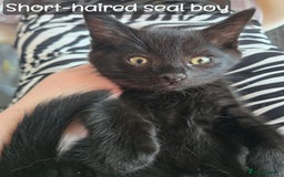 Ragdoll cats for sale: 12 half-Ragdolls (£150-£475) - Image 17