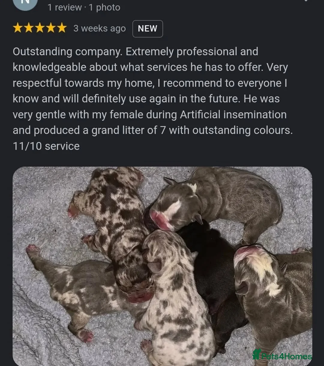 English Bulldog dogs for stud: Finest English Bulldog Stud – Proven Gem - Advert 5