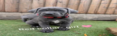 Cane Corso 9