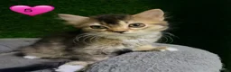Mixed Breed cats for sale: Beautiful litter of fluffy kittens  - Advert 27