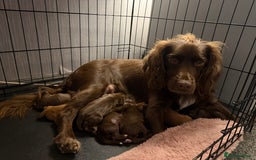 Cocker Spaniel dogs for sale: Beautiful Cocker Spaniel Puppies - Image 10