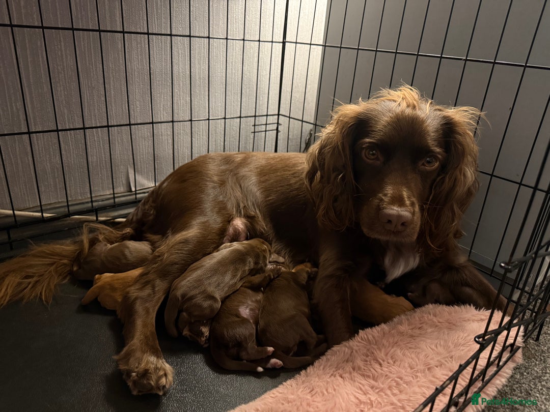 Cocker Spaniel dogs for sale: Beautiful Cocker Spaniel Puppies - Image 10