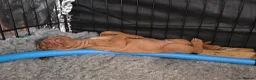 Hungarian Vizsla dogs for sale: Hungarian Vizsla Puppies – Rich Geltwood Heritage - Advert 35