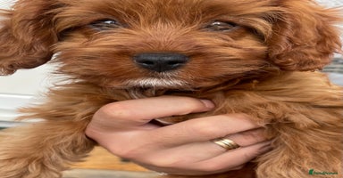Cavapoo dogs - Advert 4