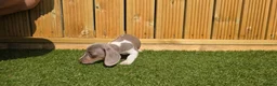 Dachshund dogs for sale: Beautiful Miniature Dachshund long & short haired in Newmarket - Advert 2