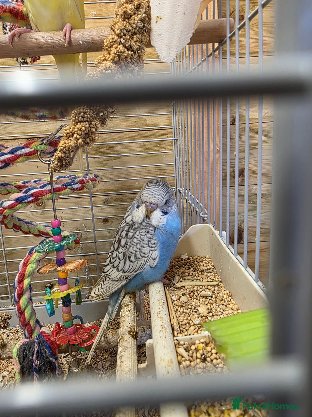 Budgerigars birds for sale: Gorgeous Baby Budgies - Advert 1