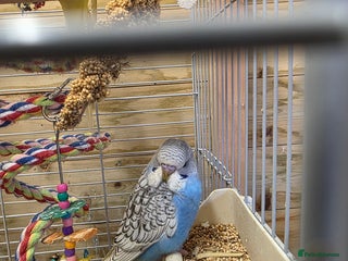Budgerigars birds Gorgeous Baby Budgies - Advert 1