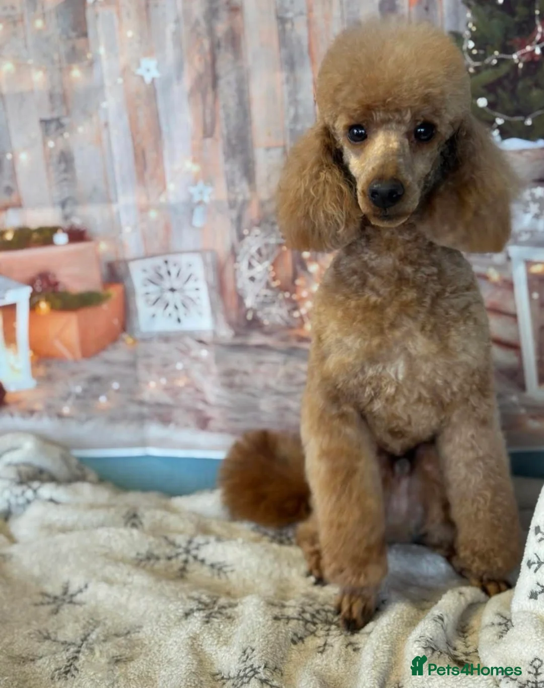 Toy Poodle dogs for stud: KC reg health tested toy poodle studs - Advert 2