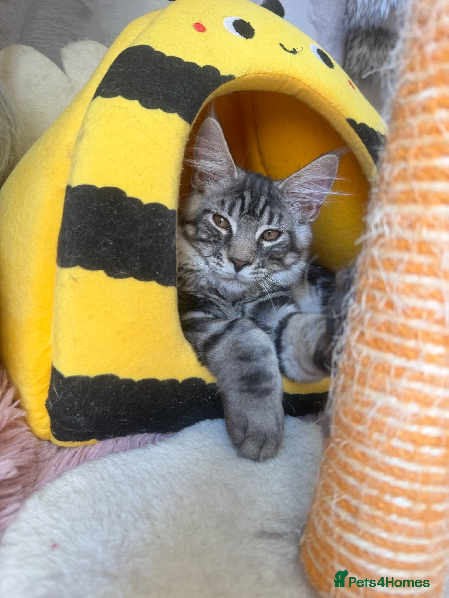 Maine Coon cats TICA registered Maine Coon kittens - Advert 2