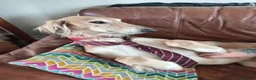 Saluki dogs for sale: Saluki  ** d saluki whippet  - Advert 17