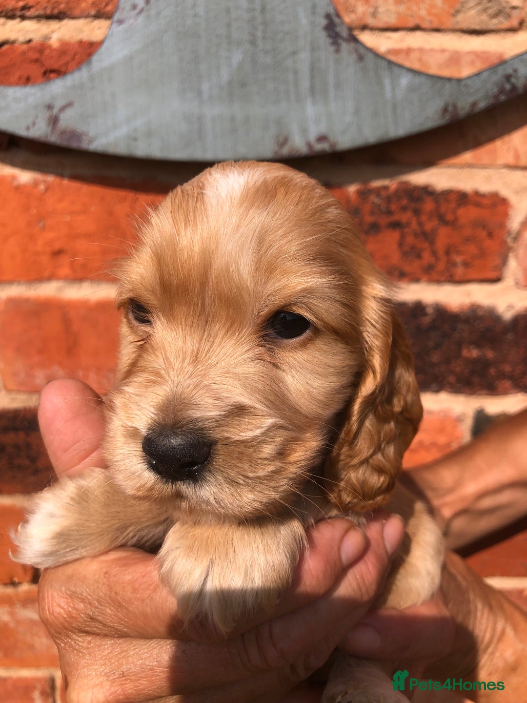 Cocker Spaniel dogs for sale: Pure beautiful show cocker spaniel puppies  - Image 12