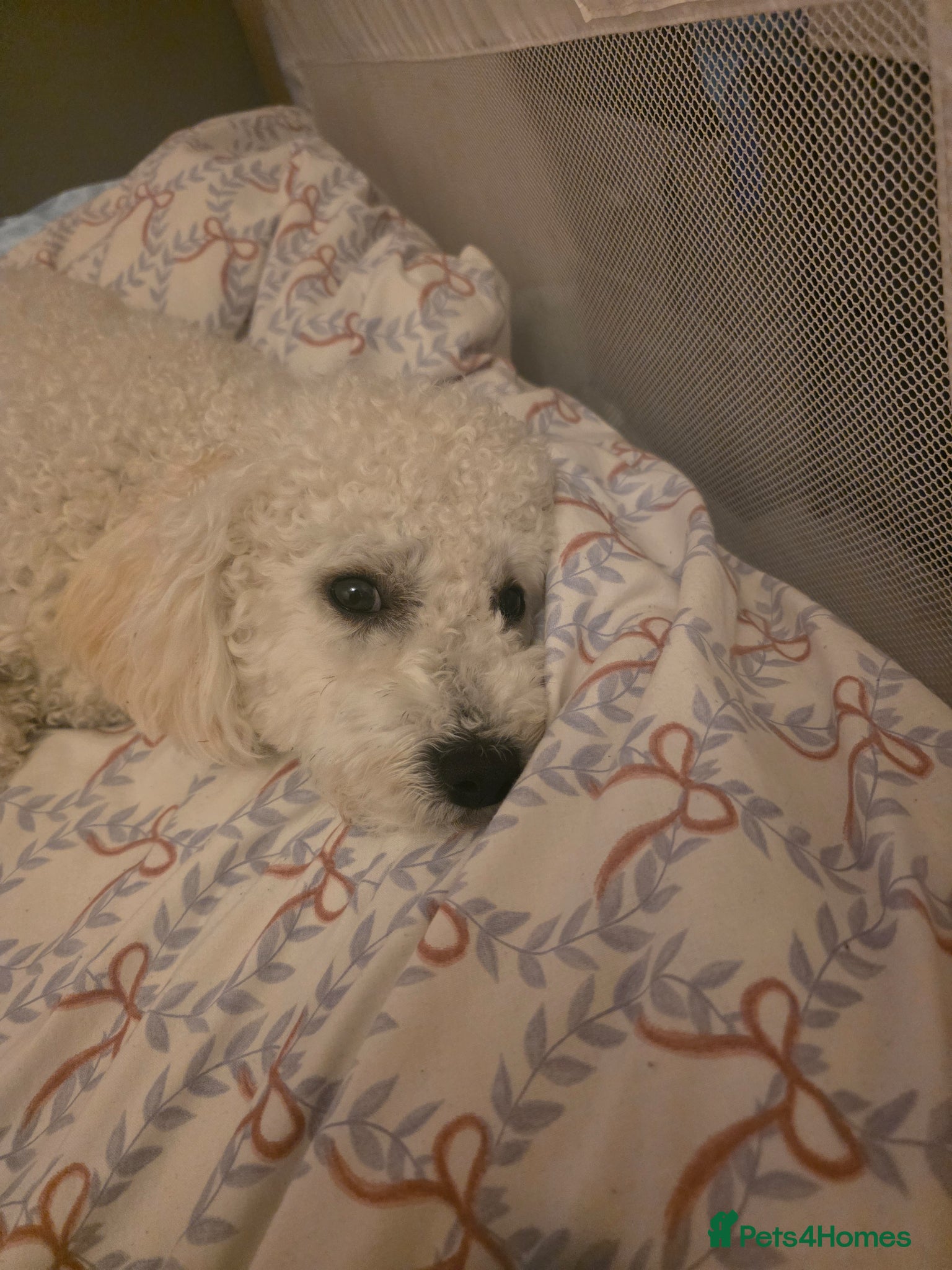 Bichon Frise dogs for sale: Teddy in Sheffield - Advert 7