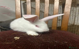 Continental Giant rabbits for sale: Baby continental giants for sale. REW left only - Advert 2