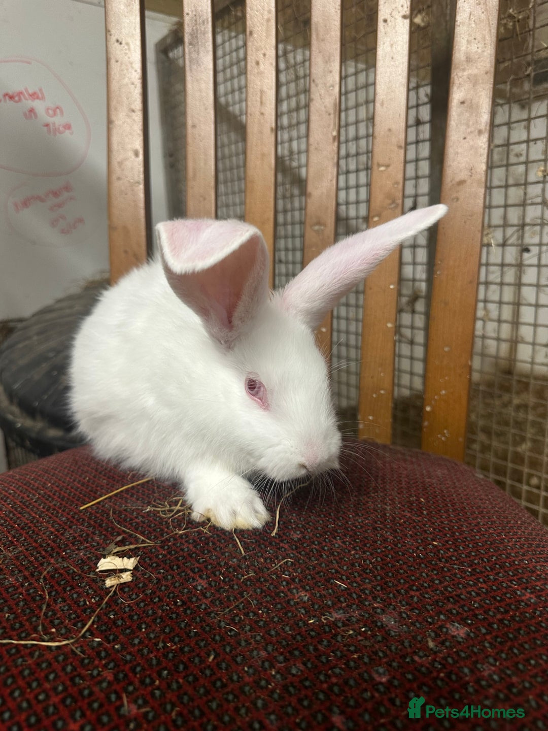 Continental Giant rabbits for sale: Baby continental giants for sale. REW left only - Advert 2