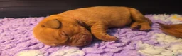 Labrador Retriever dogs for sale: Boy Fox Red Labrador Puppies in Barnsley - Advert 4