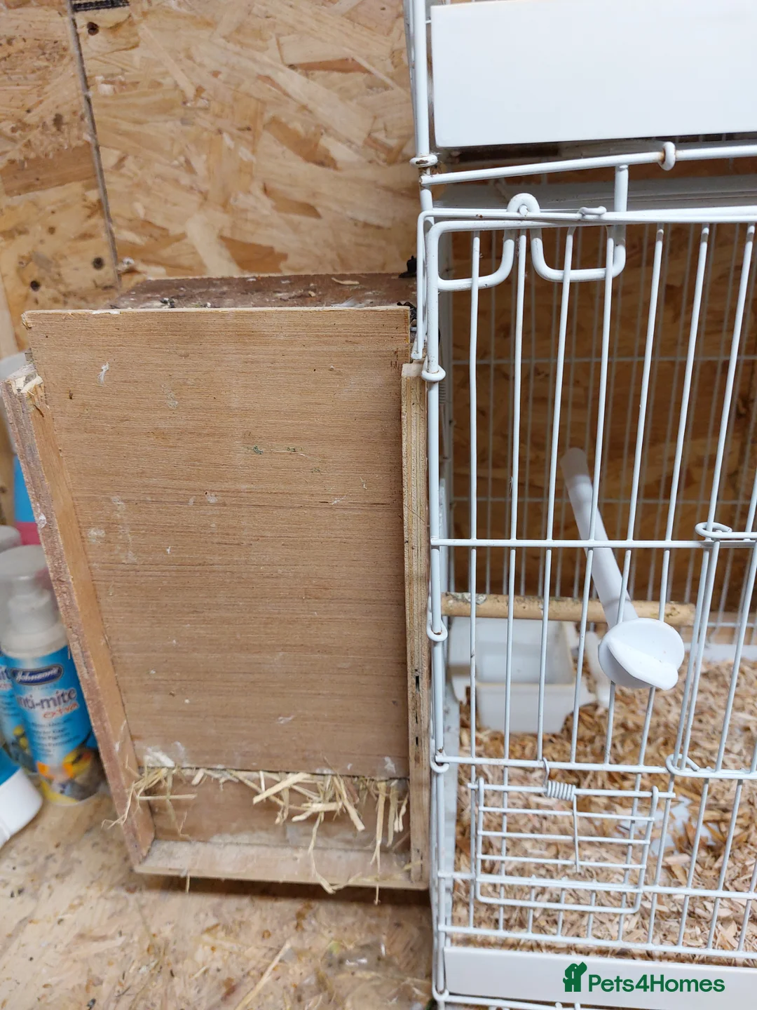 Lovebirds birds for sale: Breeding lovebirds - Advert 2