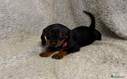 Miniature Dachshund dogs for sale: Miniature dachshund  - Image 7