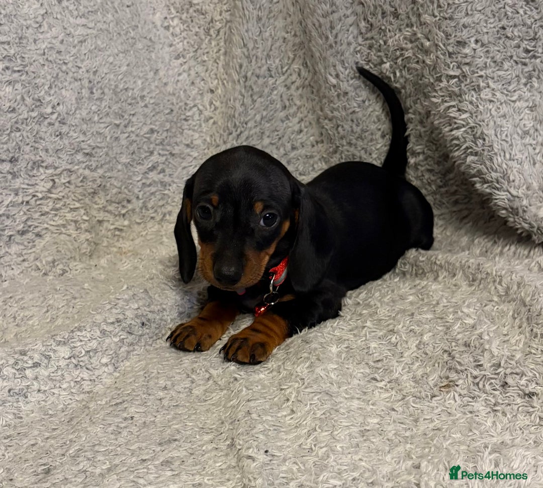 Miniature Dachshund dogs for sale: Miniature dachshund  - Image 7