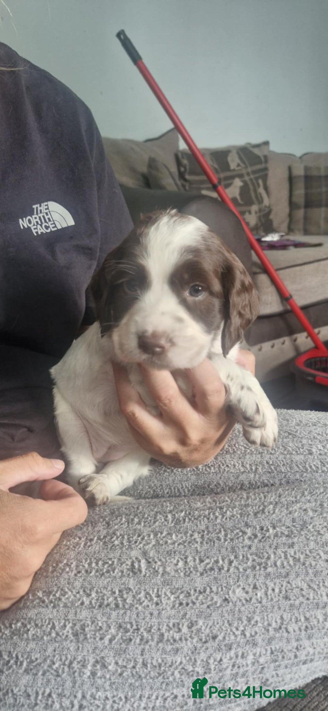 Sprocker dogs for sale: Sprocker puppies  - Image 9