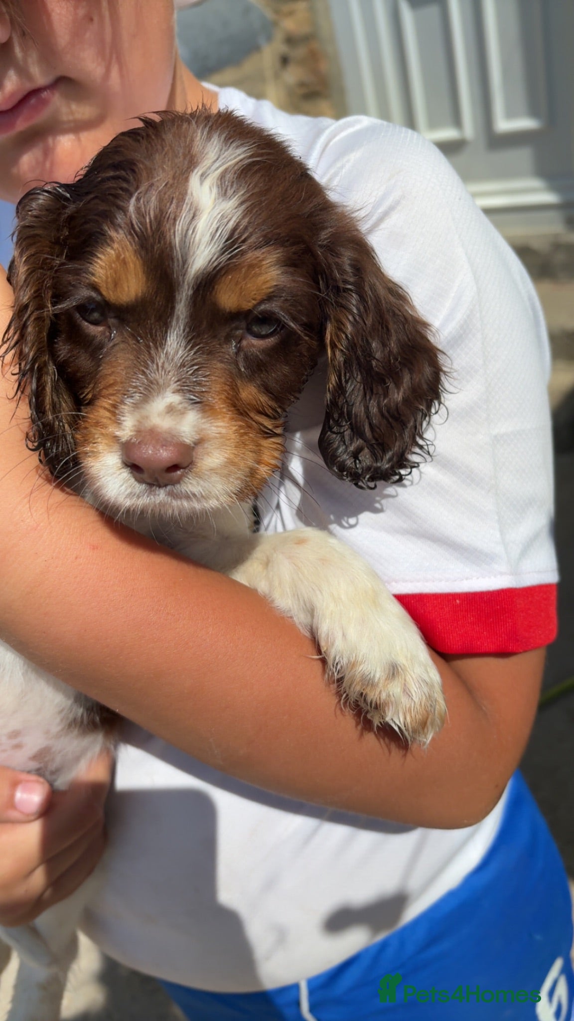 Cocker Spaniel dogs Cocker spaniel puppies - Advert 2